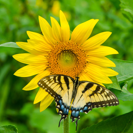 Sunflower and Tiger Swallowtail